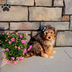 Jasper, Mini Aussiedoodle Puppy