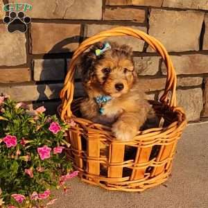 Jasper, Mini Aussiedoodle Puppy