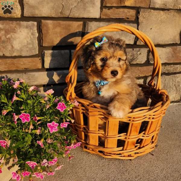 Jasper, Mini Aussiedoodle Puppy