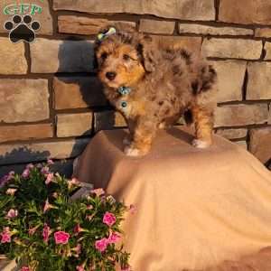 Jasper, Mini Aussiedoodle Puppy