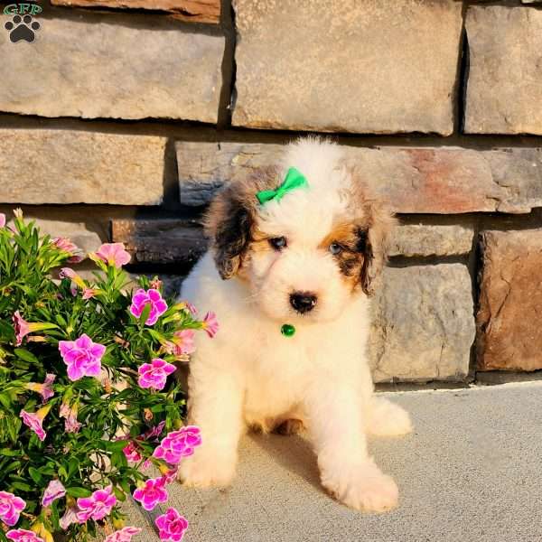 Jackson, Mini Aussiedoodle Puppy