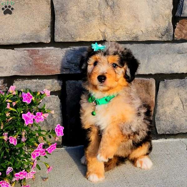 Jade, Mini Aussiedoodle Puppy