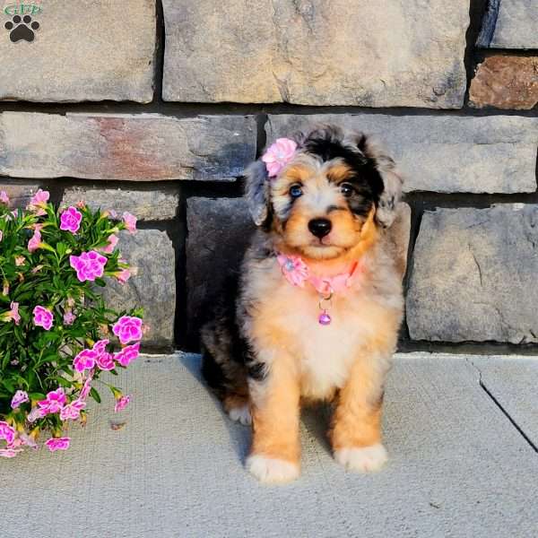 Jasmine, Mini Aussiedoodle Puppy