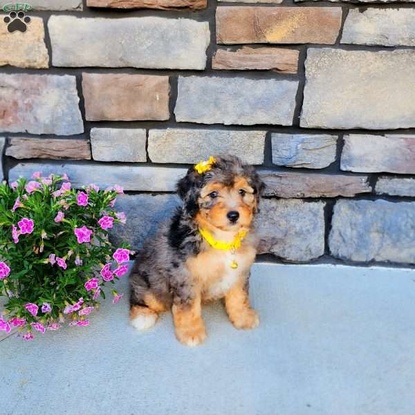 Jalilah, Mini Aussiedoodle Puppy