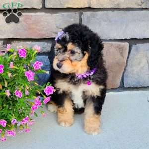 Janelle, Mini Aussiedoodle Puppy