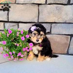 Janelle, Mini Aussiedoodle Puppy