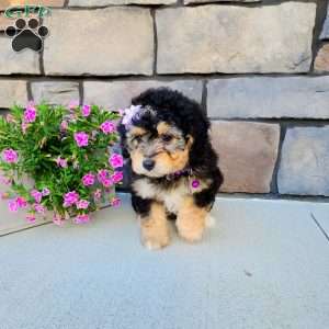 Janelle, Mini Aussiedoodle Puppy