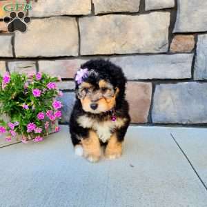 Janelle, Mini Aussiedoodle Puppy