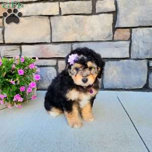 Janelle, Mini Aussiedoodle Puppy