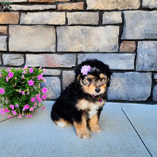 Janelle, Mini Aussiedoodle Puppy