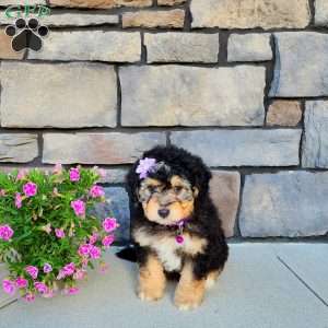 Janelle, Mini Aussiedoodle Puppy