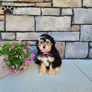 Janelle, Mini Aussiedoodle Puppy