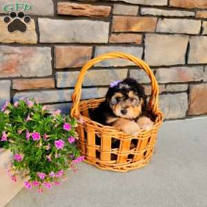 Janelle, Mini Aussiedoodle Puppy