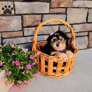 Janelle, Mini Aussiedoodle Puppy