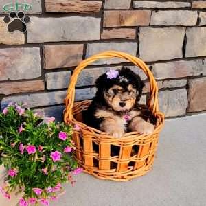 Janelle, Mini Aussiedoodle Puppy