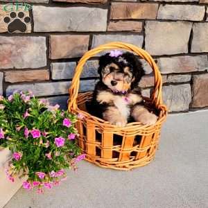 Janelle, Mini Aussiedoodle Puppy