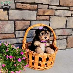 Janelle, Mini Aussiedoodle Puppy