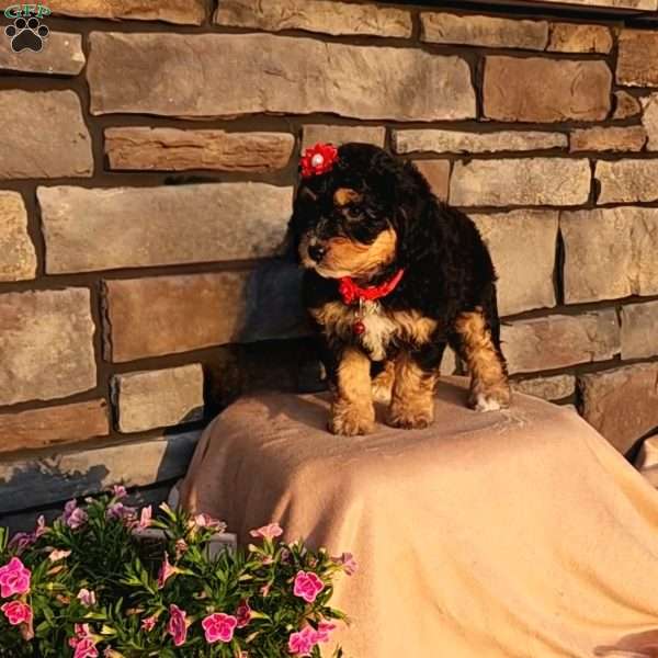 Janice, Mini Aussiedoodle Puppy