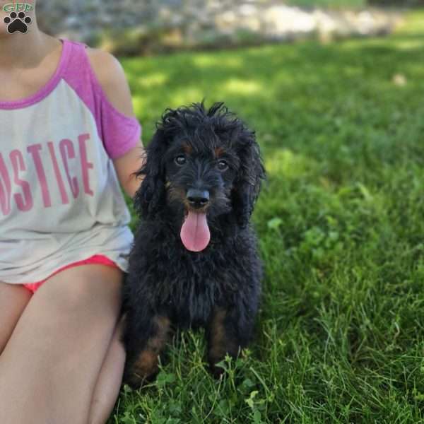 Tony, Cavapoo Puppy