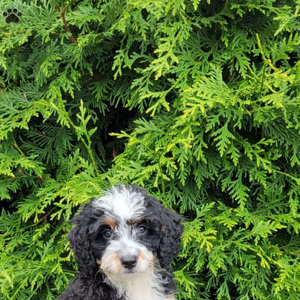 Bailey, Mini Bernedoodle Puppy