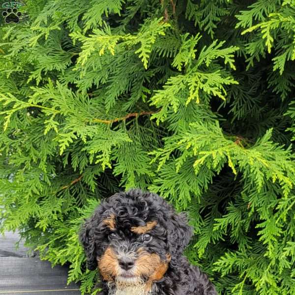 Buddy, Mini Bernedoodle Puppy