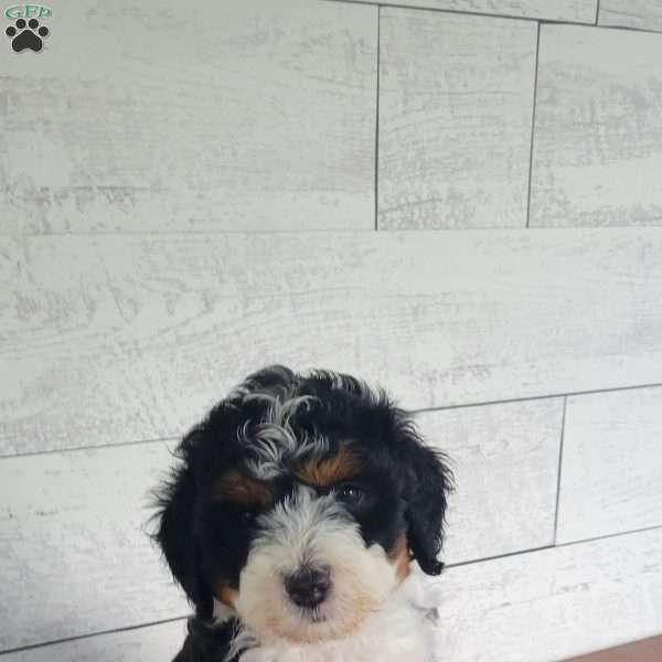 Maggie, Mini Bernedoodle Puppy