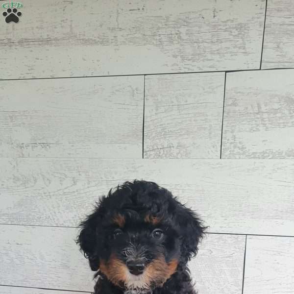 Max, Mini Bernedoodle Puppy