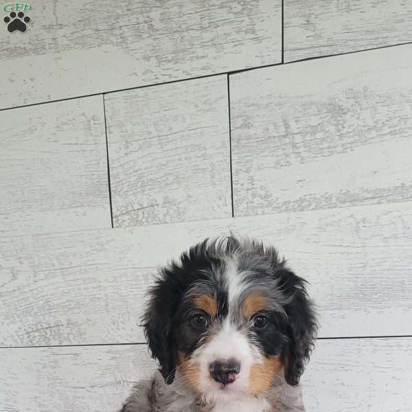 Mason, Mini Bernedoodle Puppy