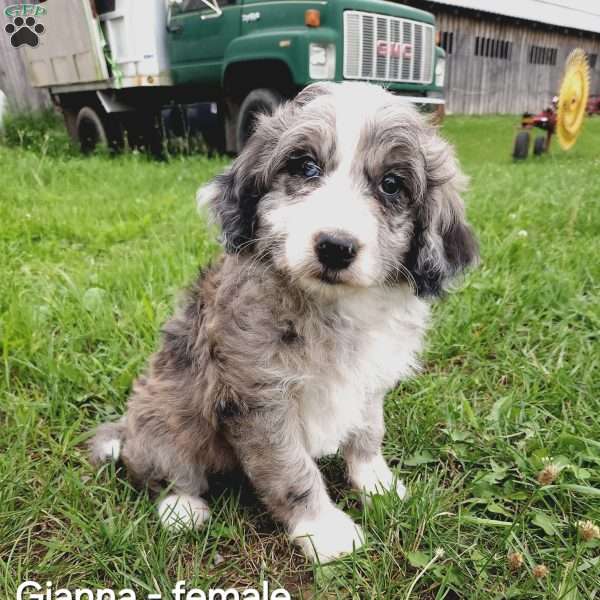 Gianna, Aussiedoodle Puppy