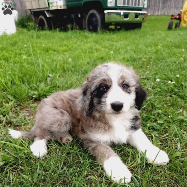 Redken, Aussiedoodle Puppy