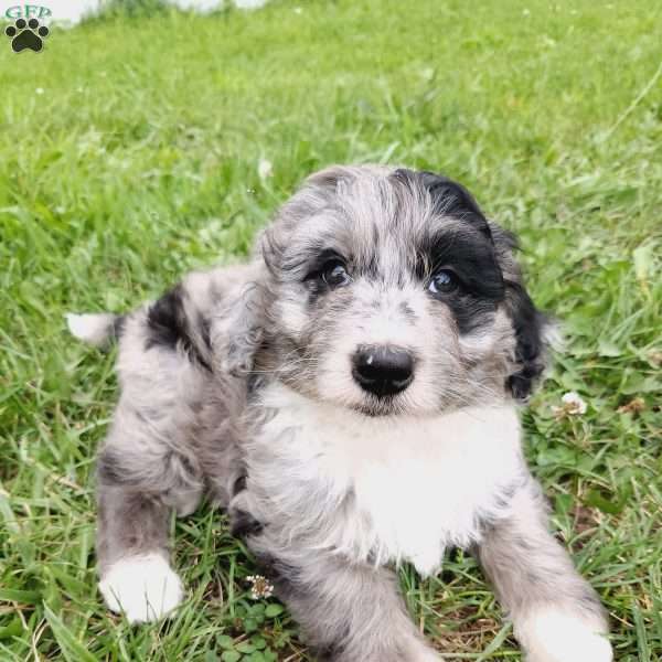 Oster, Aussiedoodle Puppy