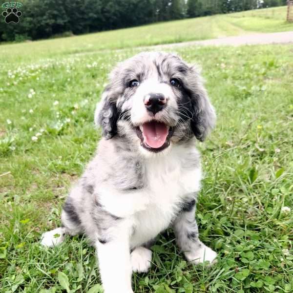 Brusher, Aussiedoodle Puppy