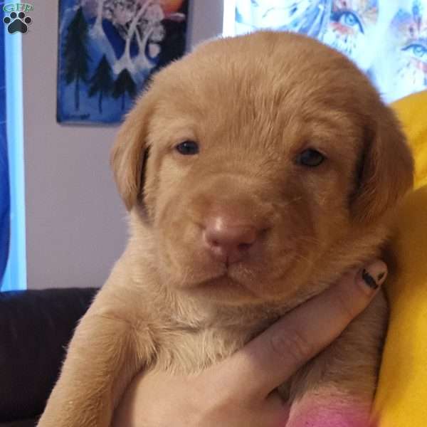 Meka, Fox Red Labrador Retriever Puppy