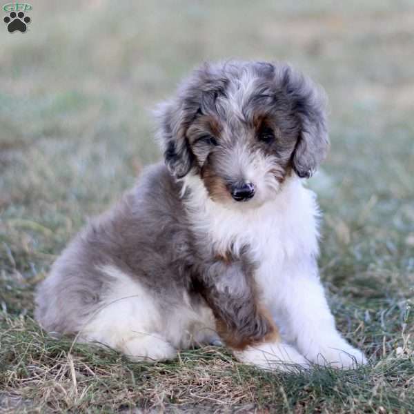 Bella, Mini Bernedoodle Puppy