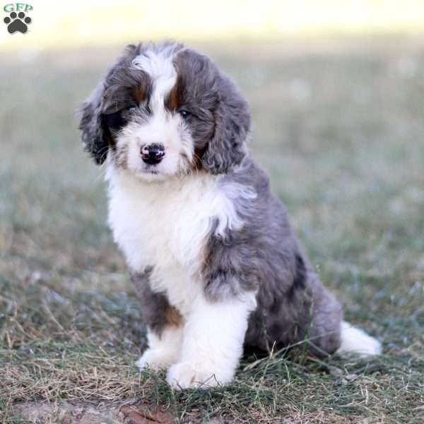 Bambi, Mini Bernedoodle Puppy