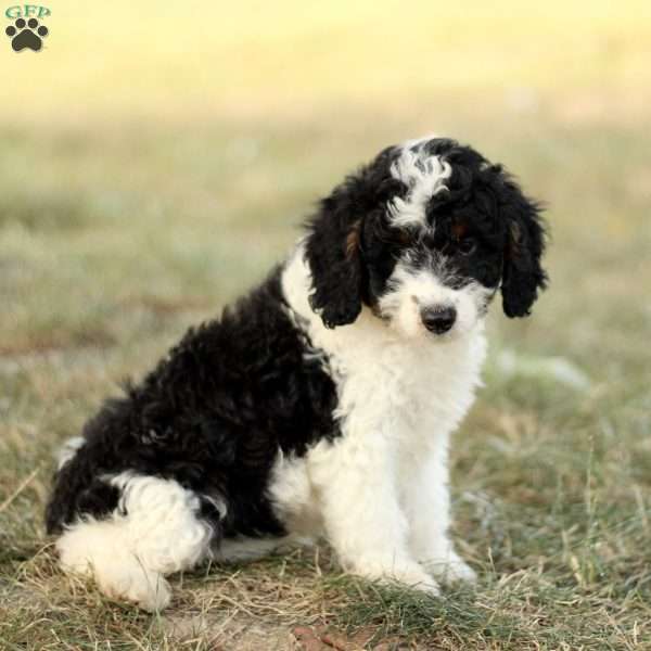 Barbie, Mini Bernedoodle Puppy