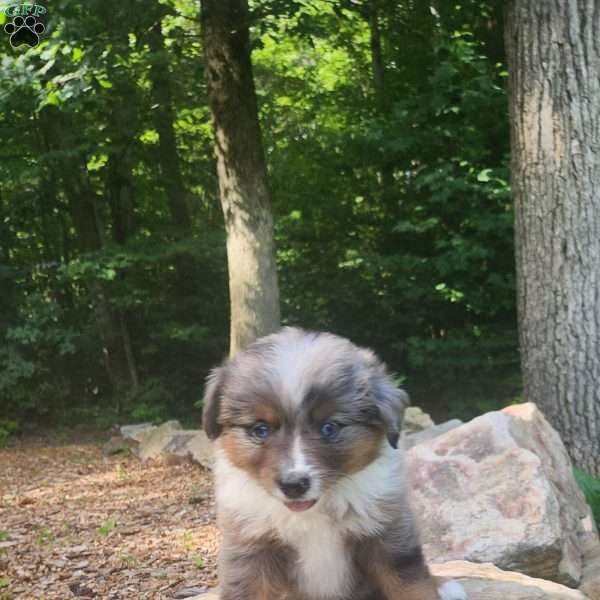 Daisy, Miniature Australian Shepherd Puppy