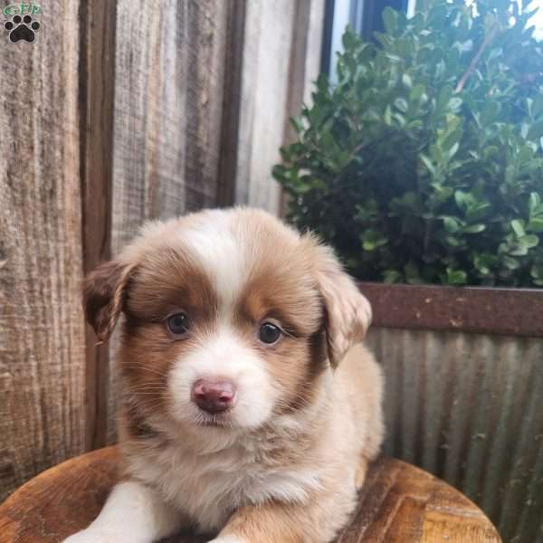 Disney, Miniature Australian Shepherd Puppy