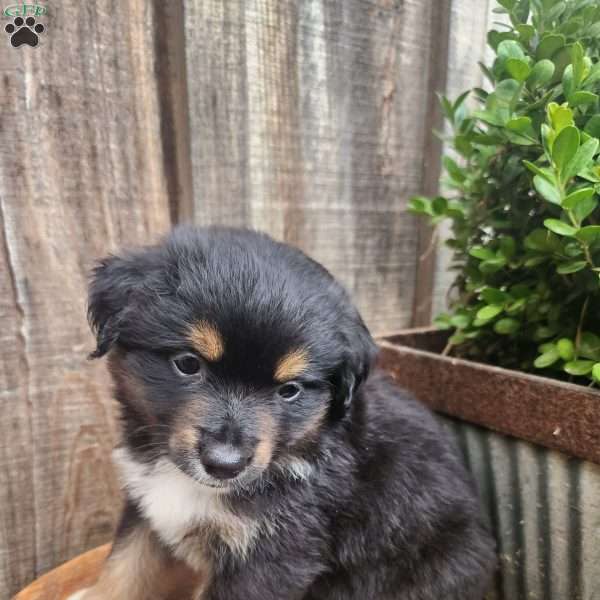 Dallas, Miniature Australian Shepherd Puppy