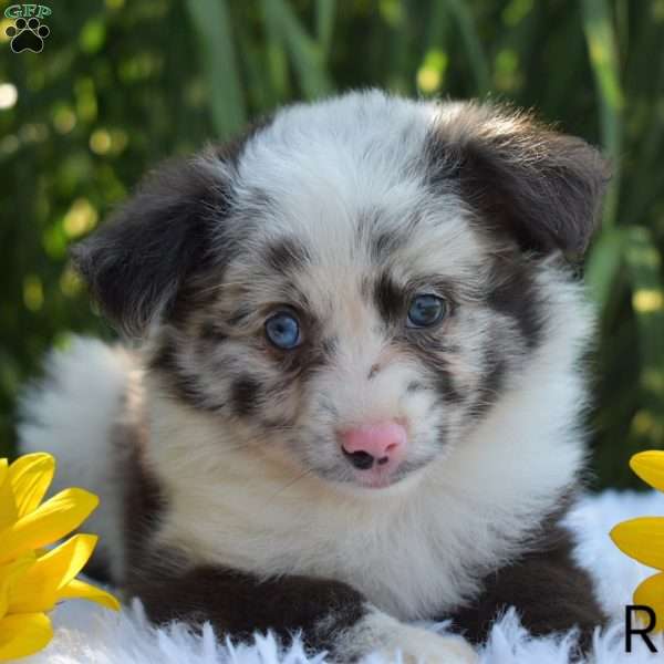 Rosy, Miniature Australian Shepherd Puppy