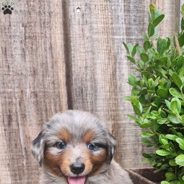 Dash, Miniature Australian Shepherd Puppy