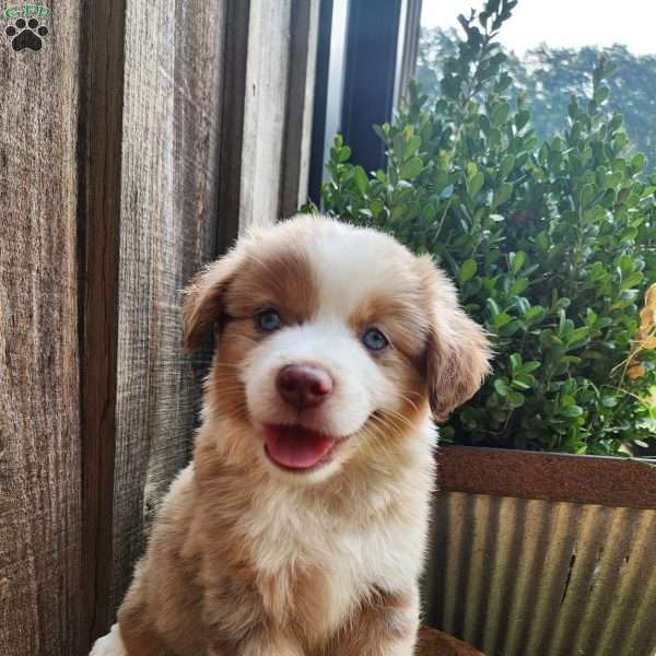 Daffodil, Miniature Australian Shepherd Puppy