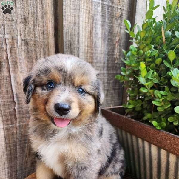 Dolly, Miniature Australian Shepherd Puppy