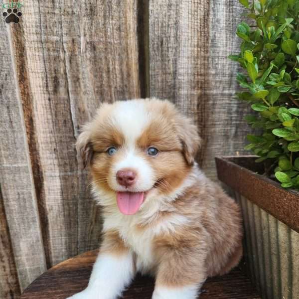 Diesel, Miniature Australian Shepherd Puppy