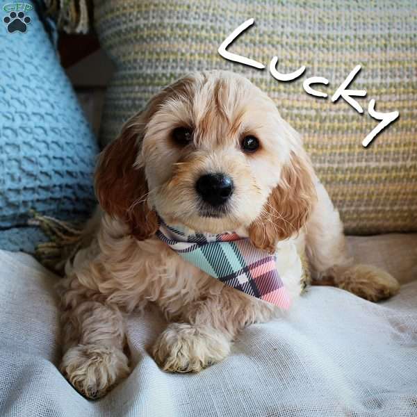 Lucky, Double Doodle Puppy