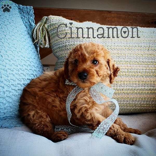 Cinnamon Toast Crunch, Double Doodle Puppy