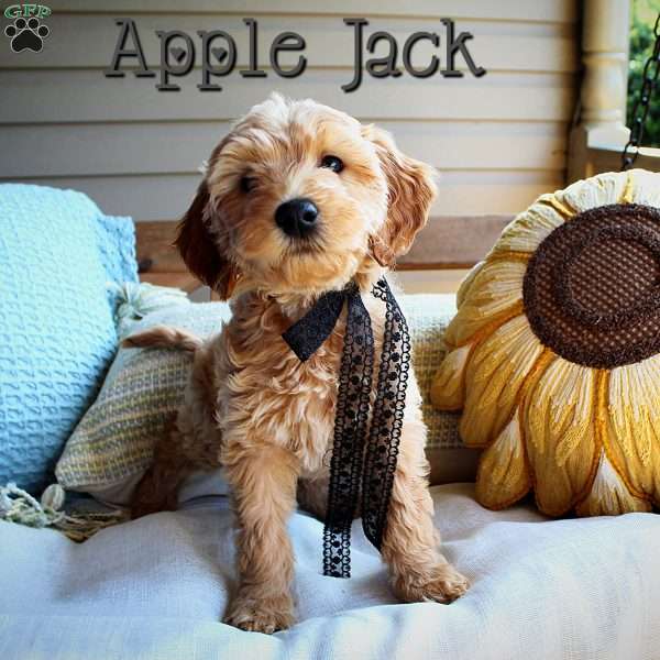 Apple Jack, Double Doodle Puppy