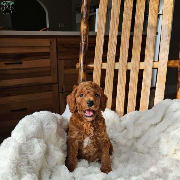 Buddy  F1BB, Mini Goldendoodle Puppy