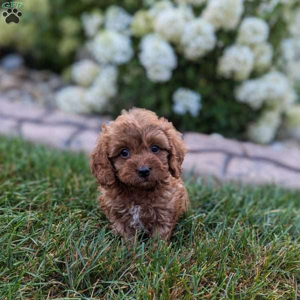 Haden, Cavapoo Puppy