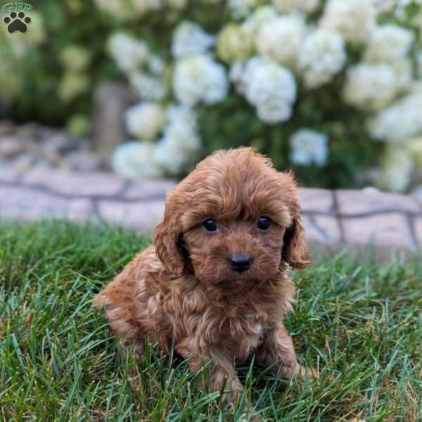 Honey, Cavapoo Puppy